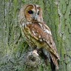 tawny owl